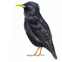 [Pájaros Urbanos] - El Estornino Negro